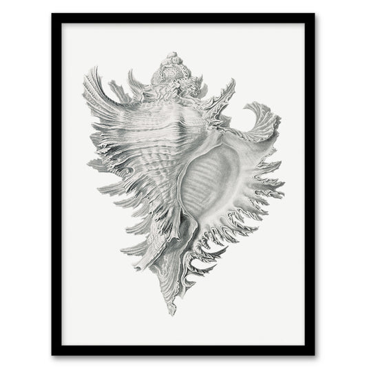 Ernst Haeckel Framed Wall Art Print Whelk Sea Snail Shell Drawing Home Décor