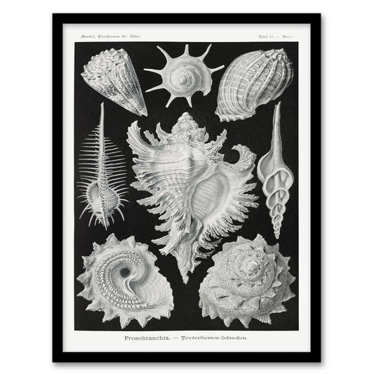 Ernst Haeckel Framed Wall Art Sea Snail Shells Vintage Illustration Home Décor