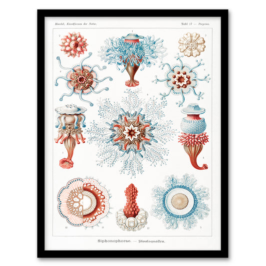 Ernst Haeckel Framed Wall Art Siphonophorae Marine Life Illustration Home Décor