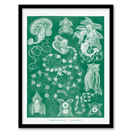 Haeckel Framed Wall Art Siphonophorae Vintage Marine Illustration Home Décor