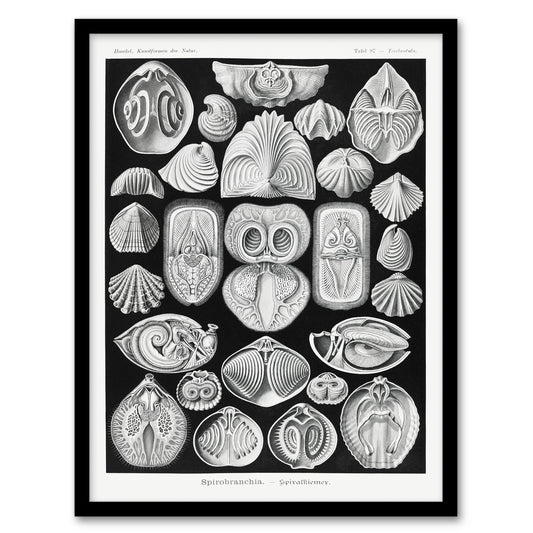 Haeckel Framed Wall Art Spirobranchia Vintage Marine Life Illustration