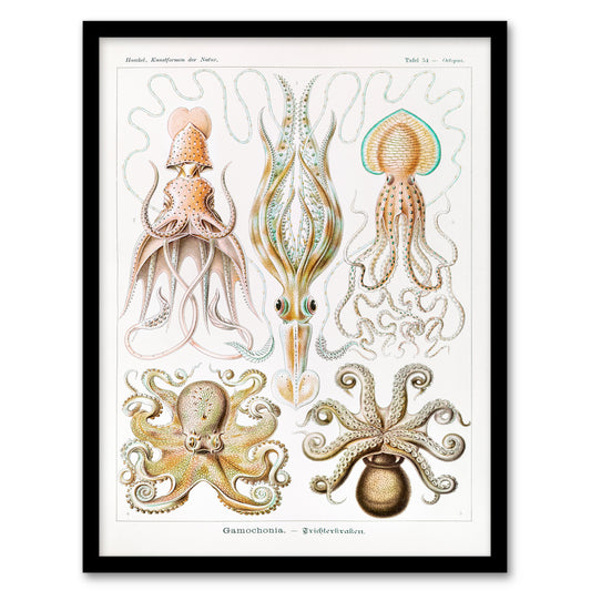 Ernst Haeckel Framed Wall Art Squid and Octopus Vintage Illustrations Home Décor