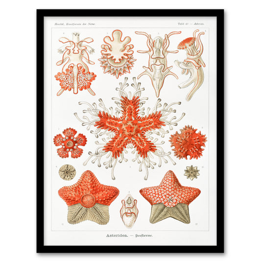Ernst Haeckel Framed Wall Art Print Asteridea Starfish Species Home Décor