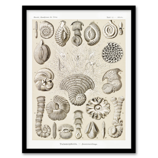 Haeckel Framed Wall Art Talamophora Vintage Marine Life Illustration Home Décor