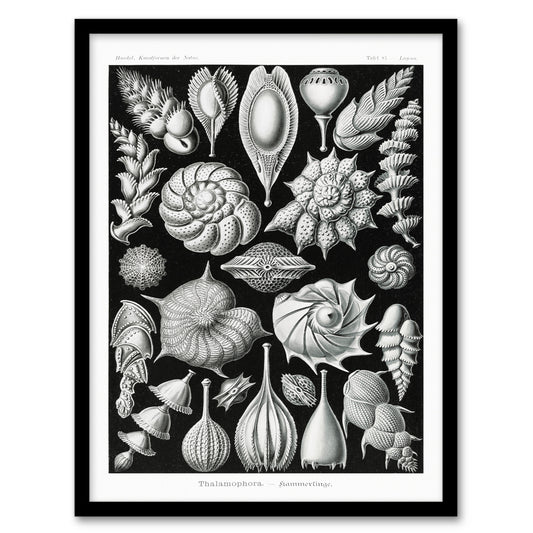 Ernst Haeckel Framed Wall Art Print Thalamophora Forams Shells Home Décor