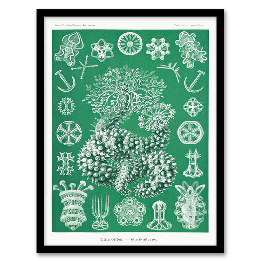 Ernst Haeckel Adolf Giltsch Framed Wall Art Thuroidea Sea Cucumber Home Décor