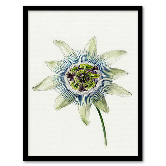 Jean Bernard Framed Wall Art Passion Flower Bloom Floral Drawing Home Décor