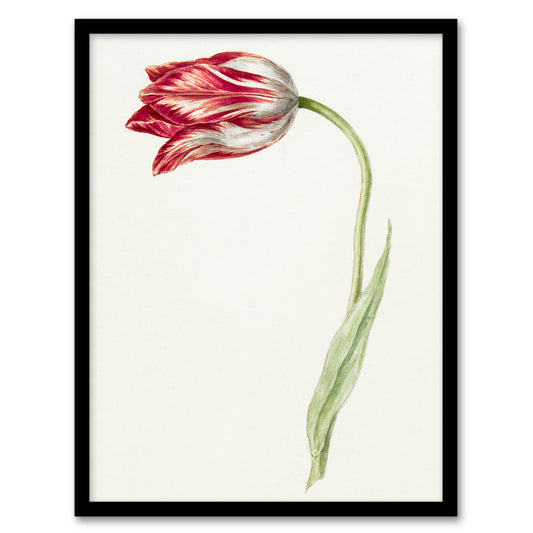 Jean Bernard Framed Wall Art Print Pink Tulip Flower Drawing Home Décor