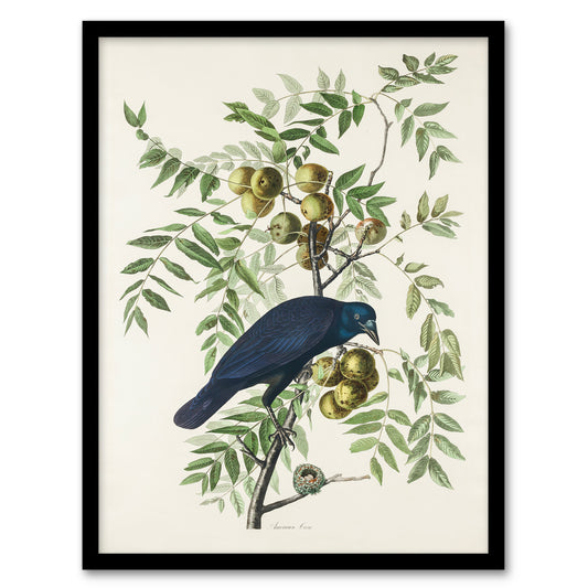 John James Audubon Framed Wall Art Print American Crow on Walnut Tree Home Décor