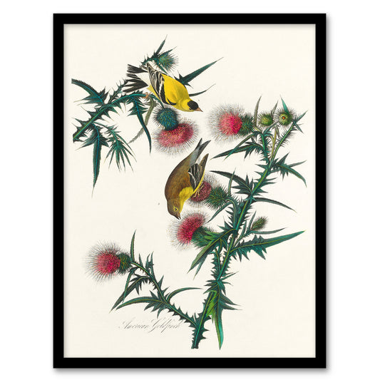 John James Audubon Framed Wall Art American Goldfinch and Thistle Home Décor
