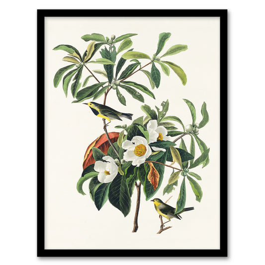 Audubon Framed Wall Art Print Bachmans Warbler and Franklinia Tree Home Décor