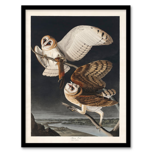 John James Audubon Framed Wall Art Print Birds of America Barn Owl Home Décor