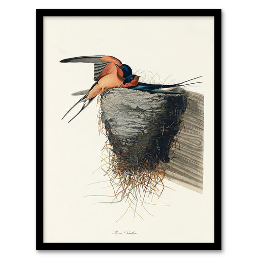 John James Audubon Framed Wall Art Birds of America Barn Swallow Home Décor