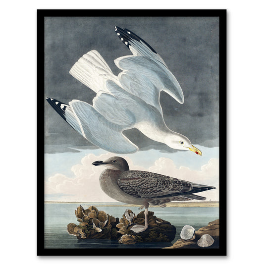 John James Audubon Framed Wall Art Birds of America Herring Gull Home Décor