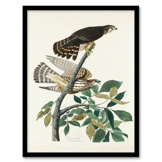 John James Audubon Framed Wall Art Print Birds of America Pigeon Hawk Home Décor