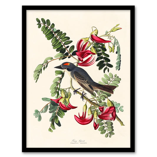 John James Audubon Framed Wall Art Birds of America Piping Flycatcher Home Décor