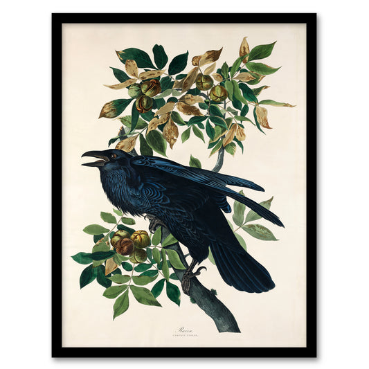 John James Audubon Framed Wall Art Print Birds of America Raven Home Décor