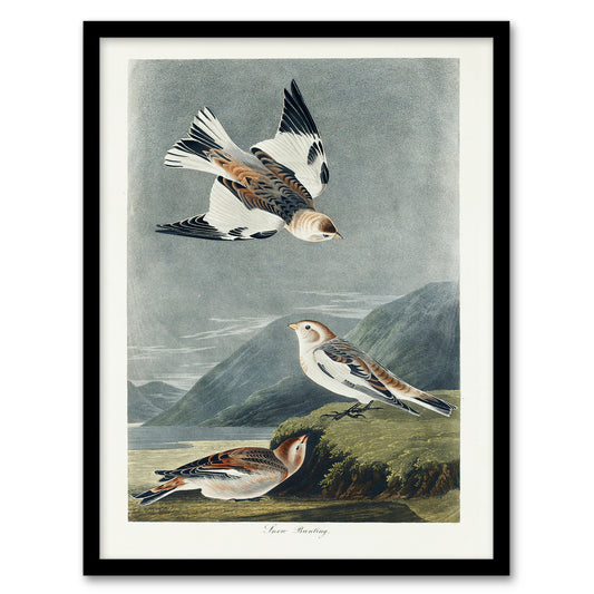 John James Audubon Framed Wall Art Birds of America Snow Bunting Home Décor