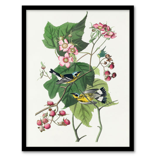 John James Audubon Framed Wall Art Print Black and Yellow Warblers Home Décor