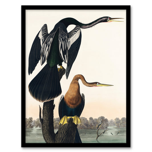 John James Audubon Framed Wall Art Print Black Bellied Darter Bird Home Décor