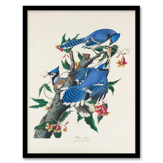 John James Audubon Framed Wall Art Print Blue Jay and Trumpet Flowers Home Décor