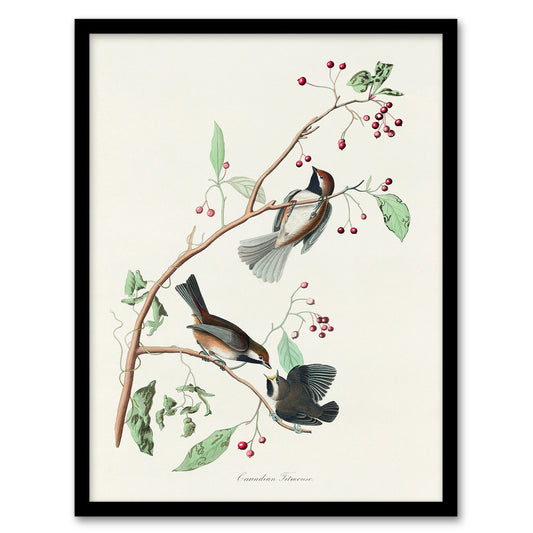 John James Audubon Framed Wall Art Print Canadian Titmouse Bird Home Décor