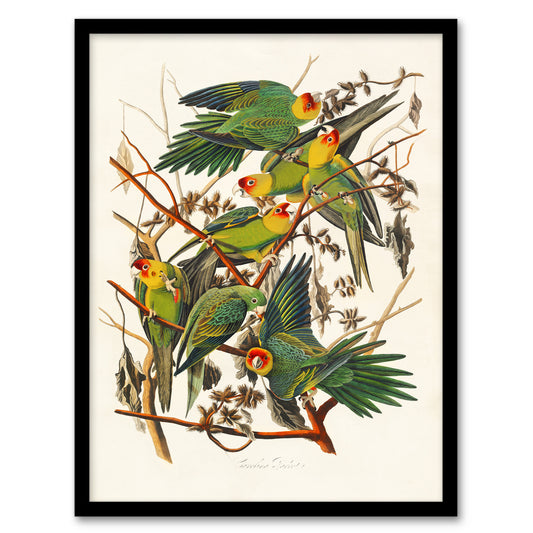 John James Audubon Framed Wall Art Print Carolina Parakeet Parrot Home Décor