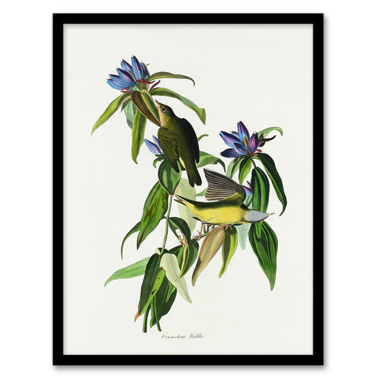 John James Audubon Framed Wall Art Print Connecticut Warbler Bird Home Décor