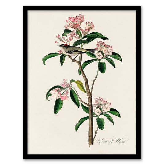 Audubon Framed Wall Art Cuviers Kinglet Bird and Mountain Laurel Home Décor