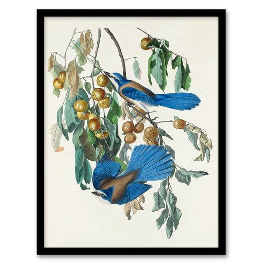 John James Audubon Framed Wall Art Florida Jay and Persimmon Tree Home Décor