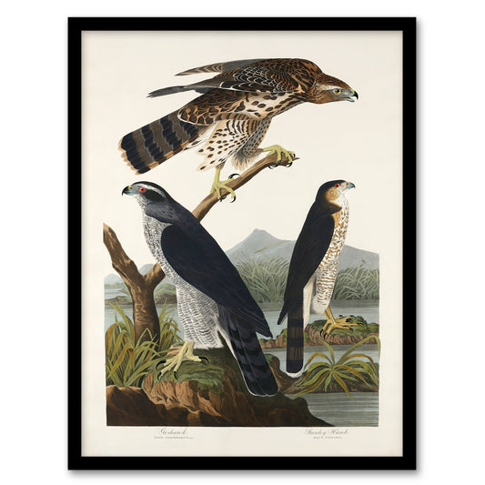 John James Audubon Framed Wall Art Print Goshawk and Stanley Hawk Home Décor