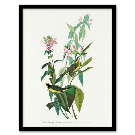 John James Audubon Framed Wall Art Green Black Capped Flycatcher Home Décor
