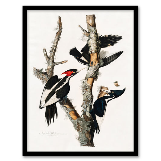 John James Audubon Framed Wall Art Print Ivory Billed Woodpecker Home Décor