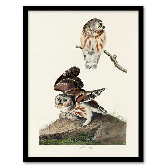 John James Audubon Framed Wall Art Print Birds Of America Little Owls Home Décor