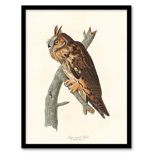 John James Audubon Framed Wall Art Birds Of America Long Eared Owl Home Décor