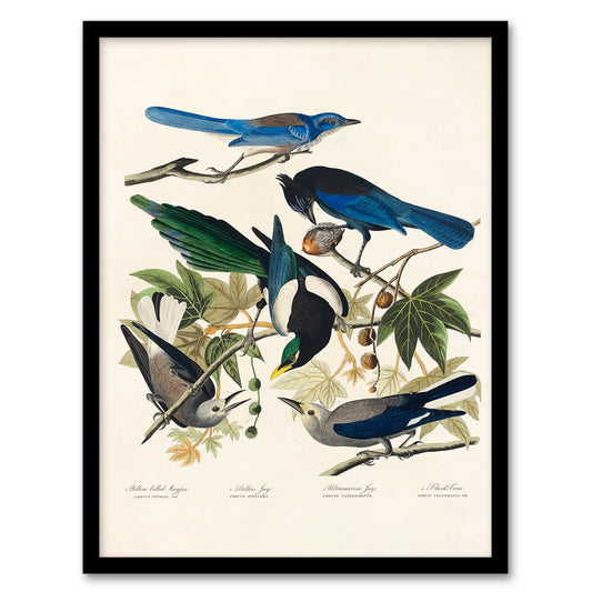 John James Audubon Framed Wall Art Print Magpie Clarks Crow and Jays Home Décor