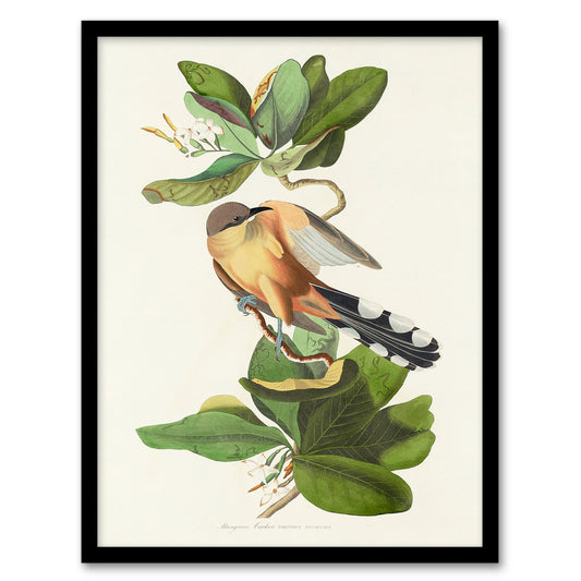 Audubon Framed Wall Art Mangrove Cuckoo and Seven Year Apple Flower Home Décor