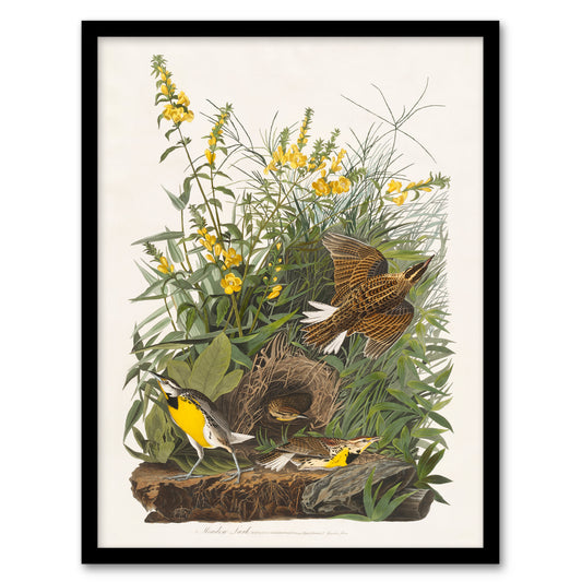 Audubon Framed Wall Art Meadow Lark Bird and Yellow False Foxglove Home Décor