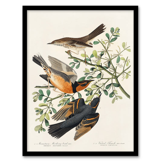 John James Audubon Framed Wall Art Mountain Mocking Bird and Thrush Home Décor