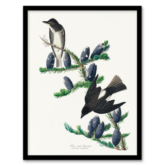 Audubon Framed Wall Art Print Olive Sided Flycatcher Bird on Fir Tree Home Décor
