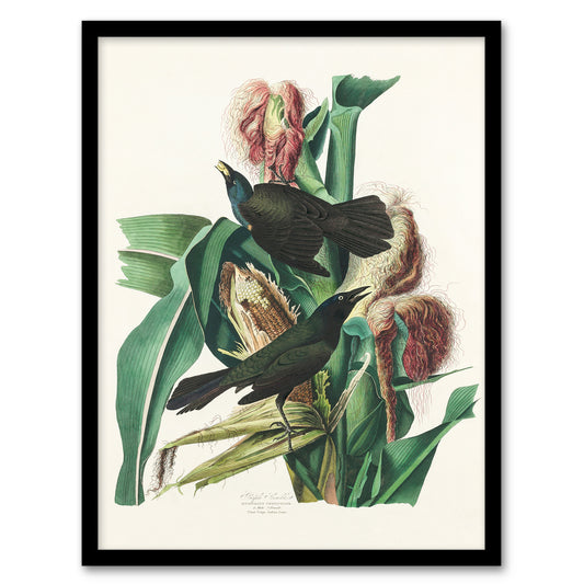 John James Audubon Framed Wall Art Purple Grackle Crow Blackbird Home Décor