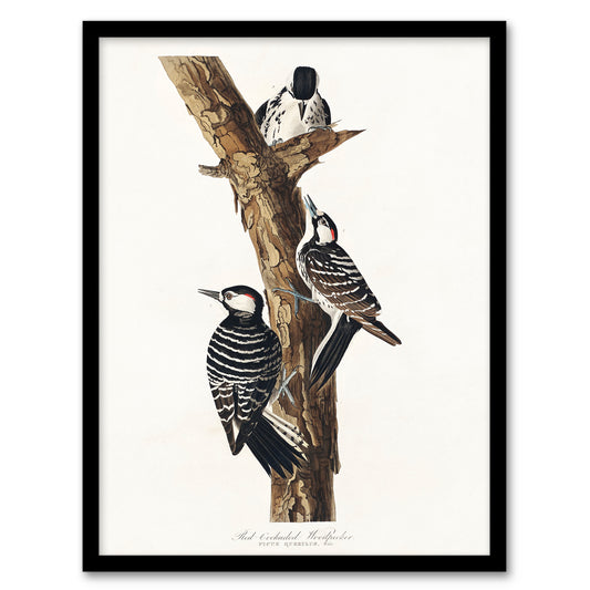 John James Audubon Framed Wall Art Print Red Cockaded Woodpecker Home Décor