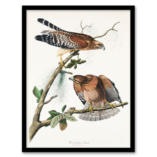 John James Audubon Framed Wall Art Print Red Shouldered Hawk Home Décor