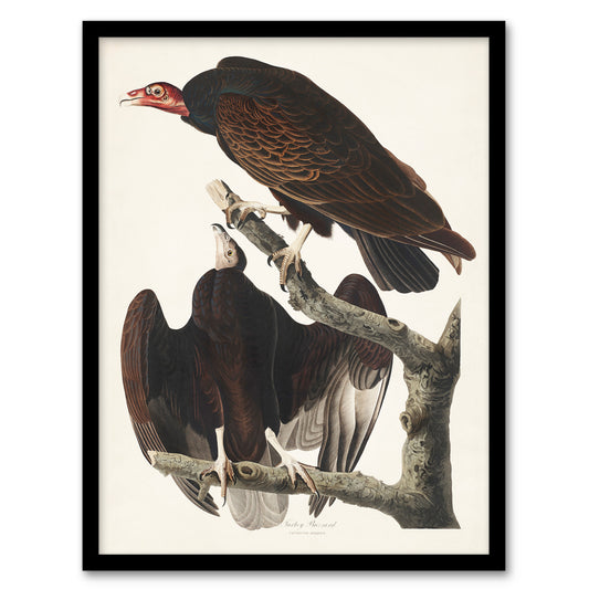 John James Audubon Framed Wall Art Print Turkey Buzzard Vulture Home Décor