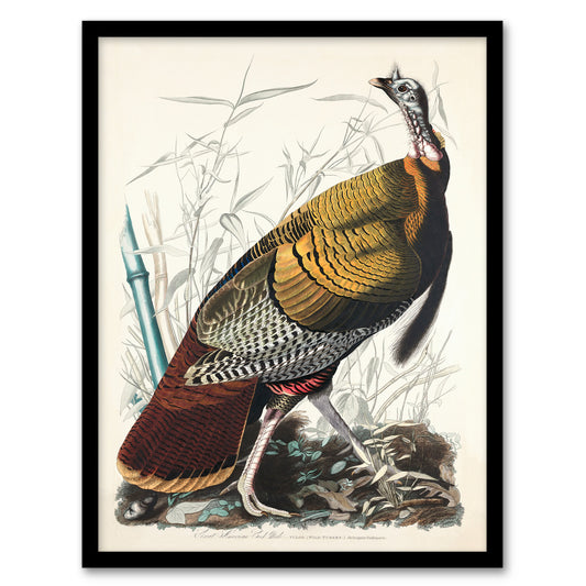 John James Audubon Framed Wall Art Print Birds of America Wild Turkey Home Décor