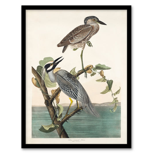 John James Audubon Framed Wall Art Print Yellow Crowned Heron Home Décor