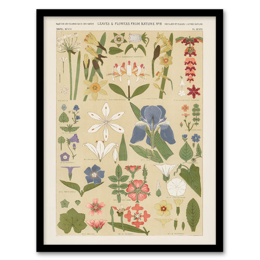Owen Jones Framed Wall Art Print Leaves and Flowers From Nature No 8 Home Décor