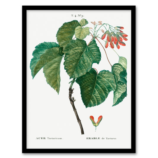 Pierre J Redoute Framed Wall Art Acer Tataricum Vintage Botanical Home Décor