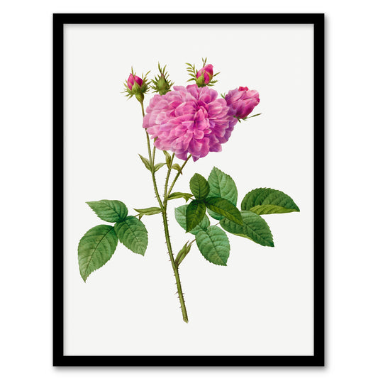 Pierre Joseph Redoute Framed Wall Art Agatha Rose Vintage Floral Home Décor