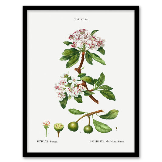 Pierre Joseph Redoute Framed Wall Art Print Almond Leaved Pear Tree Home Décor